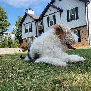 Weed Control & Fertilization - Flowery Branch - MSGeneralServices.com